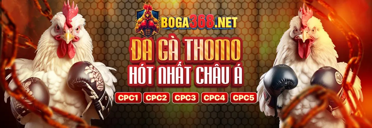 Đá gà trực tuyến kịch tính tại tt888 apk 2026